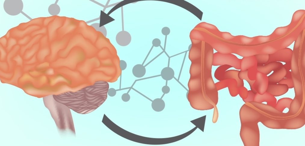 A sugar-soaked gut = a sugar-soaked brain