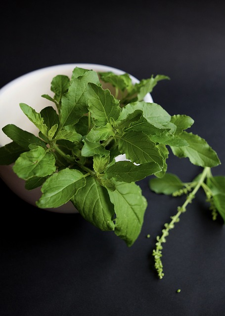 Thai basil, also known as holy basil or tulsi