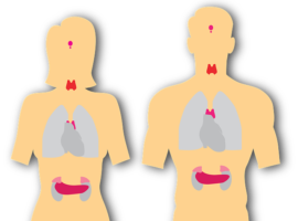 The thyroid is the heart of the endocrine system