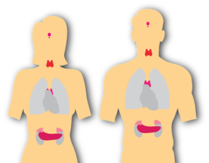 The thyroid is the heart of the endocrine system