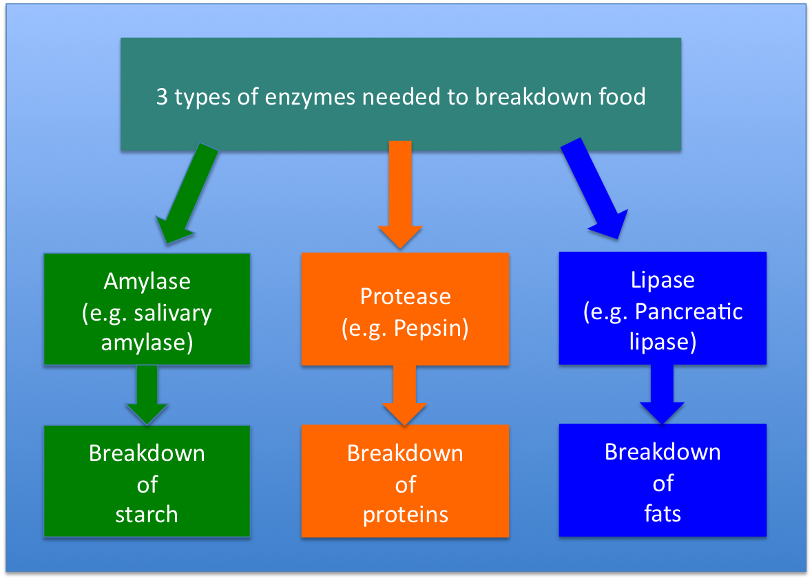 Types of digestive enzymes