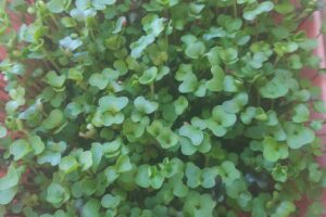 Eating microgreens may reduce insulin resistance and diabetes risk