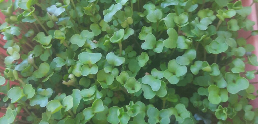 Eating microgreens may reduce insulin resistance and diabetes risk