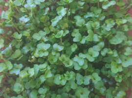 Eating microgreens may reduce insulin resistance and diabetes risk