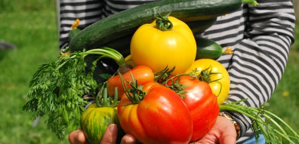 armload of garden vegetables